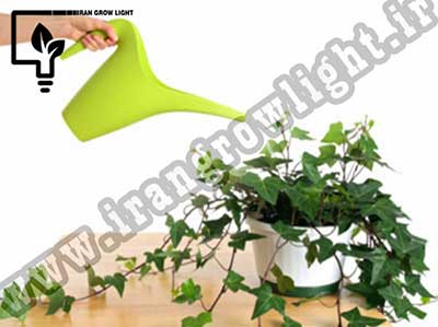 نحوه ی نگهداری گیاهان آپارتمانی 