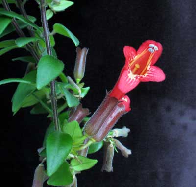 نحوه نگهداری گل اسکینانتوس