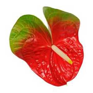 آنتوریوم آندرانوم