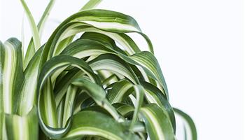 روش نگهداری گل گندمی