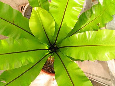 گیاه آسپلنیوم