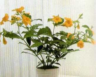 چگونه از گیاهانمان در فضای آپارتمان نگه داری کنیم؟