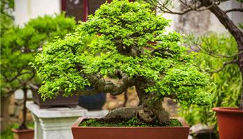 راهنمای نگهداری بونسای