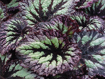 گیاه بگونیا برگِی یا ركس