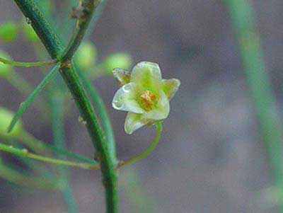 گیاه مارچوبه