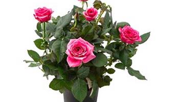 نگهداری گل ساناز (رز مینیاتوری) در آپارتمان