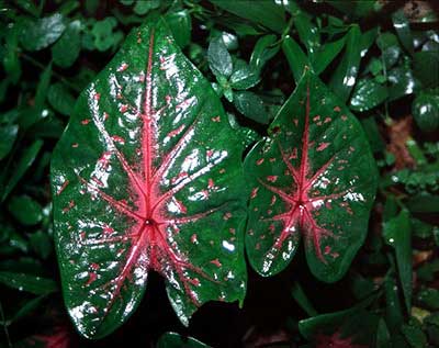 چگونه گیاه كالادیوم یافیل گوش را پرورش دهیم؟