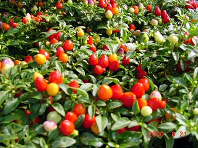 گیاه فلفل زینتی