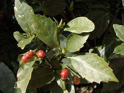 نحوه ی پرورش و نگه داری از شمشاد ژاپنی 