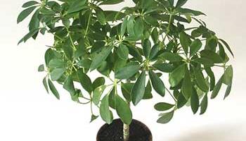 نگهداری گیاه شفلرا و شفلرا ابلق