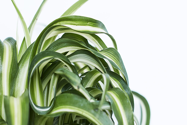 روش نگهداری گل گندمی