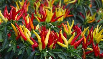 کشت فلفل قرمز با لامپ رشد گیاه