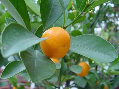 نگهداری درخت پرتقال در گلدان