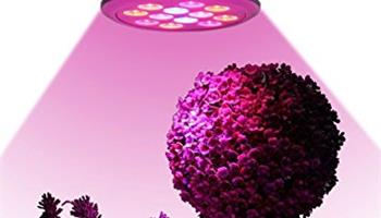 فواید نگه داری گیاه در منزل