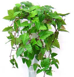   فصل گلدهی گل سیسوس