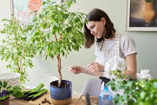 طرز نگهداری گیاه بنجامین