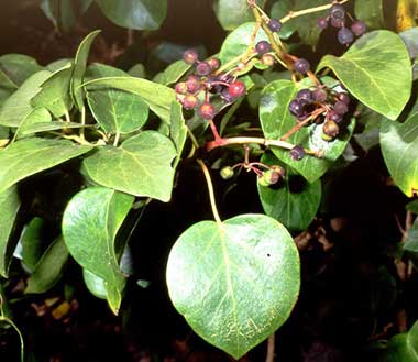 روش ازدیاد پاپیتال