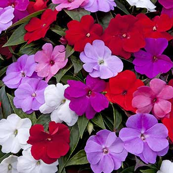 نگه داری گل حنا در آپارتمان