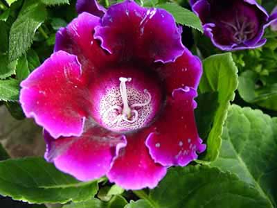 روش تکثیر گل گلو كسینیا