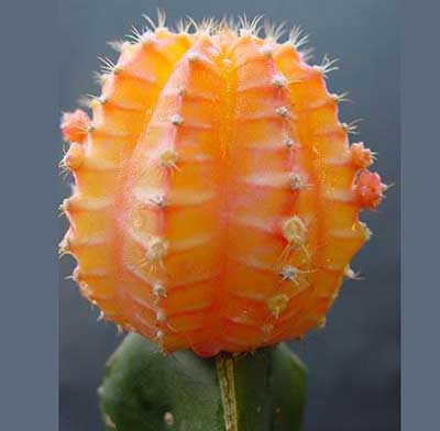 کاکتوس گل دار شرایط نگه داری از کاکتوس گل دار ژیمنوکالیسیم