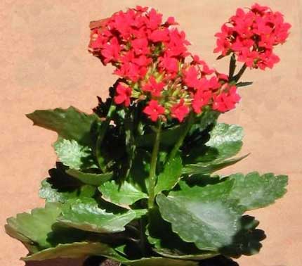 گیاهان آپارتمانی سازگار با نور کم