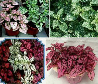 چگونه گل سنگ را نگه داری کنیم؟