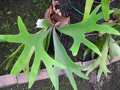 کاکتوس شاخ گوزنی