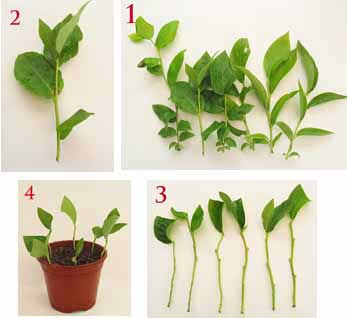 آموزش قلمه زدن 