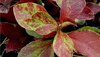 روش های نگهداری و کاشت گل فردوس