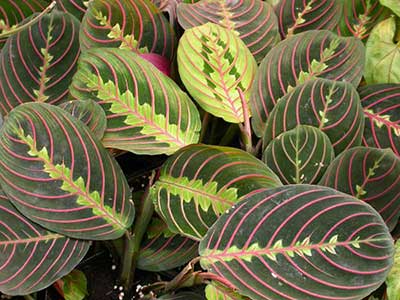 گیاهان آپارتمانی - گیاه مارانتا 