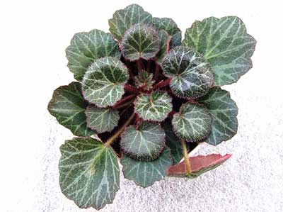 نحوه ی تکثیر گیاه ساکس فراژ