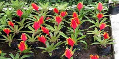  نحوه ی نگه داری و مراقبت از  گل وریزیا