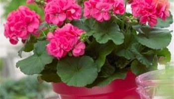 شمعدانی عطری: نگهداری گل شمعدانی