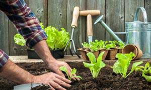 روش کاشت نشاء