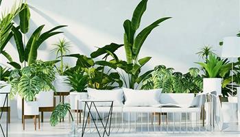 گیاهان آپارتمانی لوکس