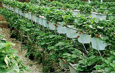 کشت هیدروپونیک توت فرنگی