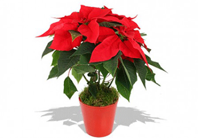 راه های مقابله با آلودگی هوا و بهترین گیاهان برای تصفیه هوا