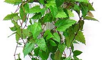   فصل گلدهی گل سیسوس