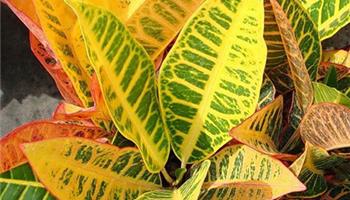 طرز نگه داری از گیاه كروتون 