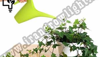 نحوه ی نگهداری گیاهان آپارتمانی 