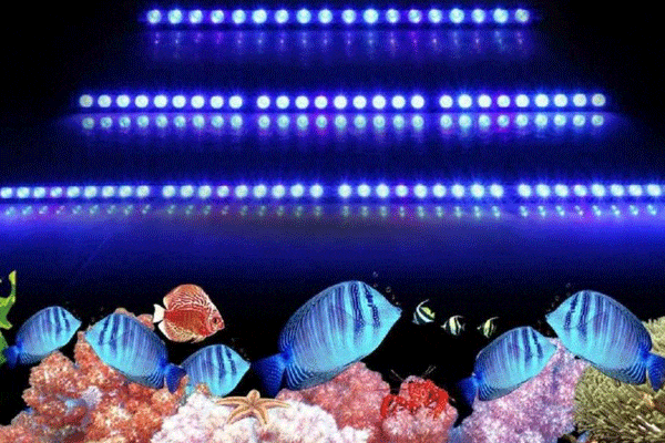 لامپ آکواریوم آب شور