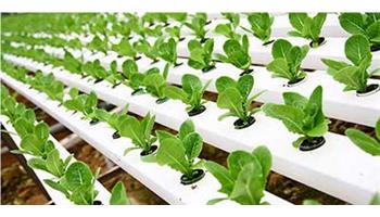 کشت هیدروپونیک در ایران