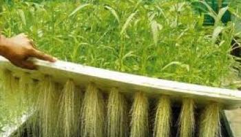 انواع بستر کشت هیدروپونیک