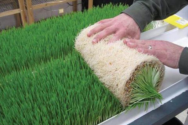 کاشت علوفه هیدروپونیک