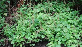 نحوه ی نگه داری از گیاه تولمیا