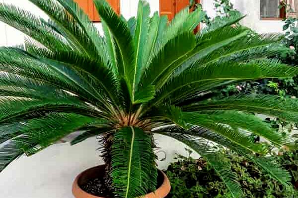 راهنمای جامع نگهداری سیکاس