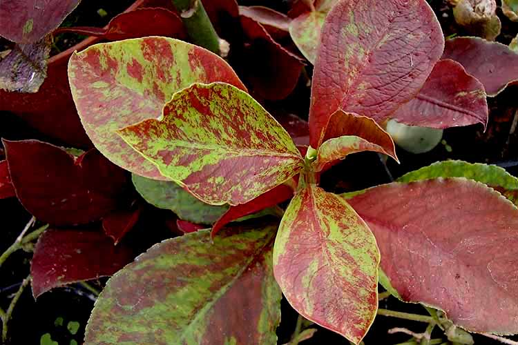 روش های نگهداری و کاشت گل فردوس