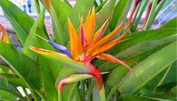 گل پرنده بهشتی