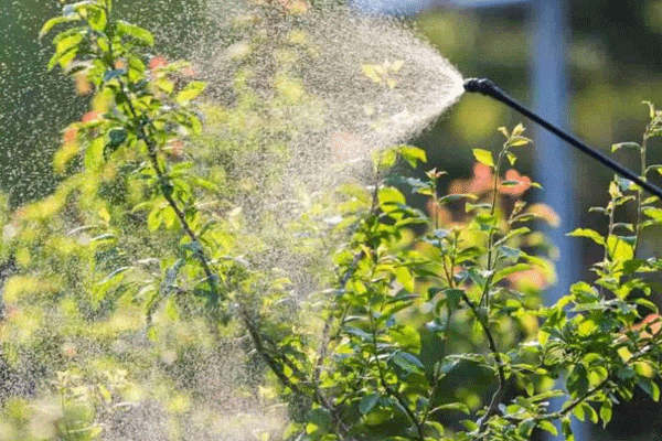 بهترین کود برای رشد سریع درختان میوه