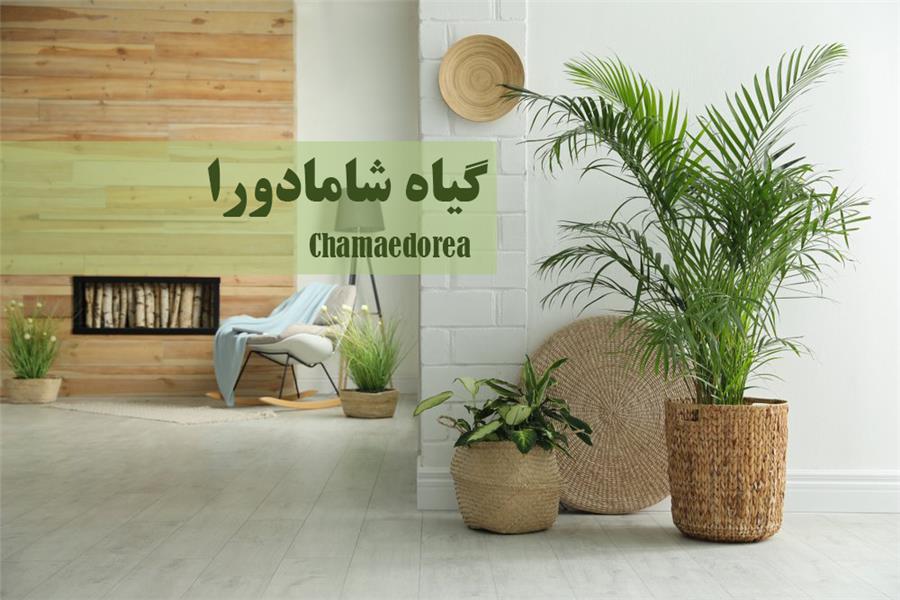 گل شامادورا 